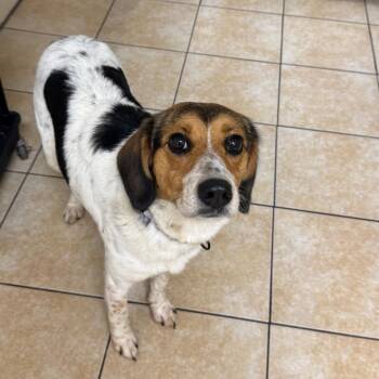 Muffin -  Beagle Dog for Adoption in Pekin, Illinois - Muffin | PetCurious