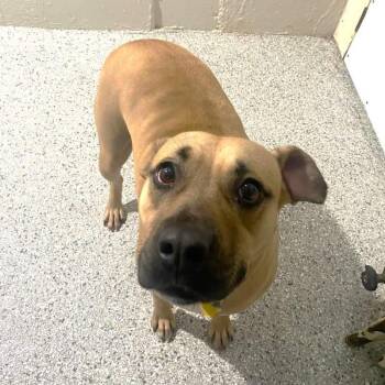 Black Mouth Cur Dogs Available for Adoption in New Bedford, Massachusetts - Junie B.  | PetCurious