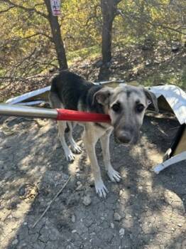 Rescue German Shepherd Dog and Mixed Breed Dogs for Adoption in Fort Worth, Texas - 59764215 | PetCurious