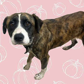 Rescue Mountain Cur and Collie Dogs for Adoption in Tuscaloosa, Alabama - TUSC-Stray-82477 | PetCurious