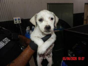 Guerra -  Mixed Breed Dog for Adoption in Hobbs, New Mexico - Guerra | PetCurious
