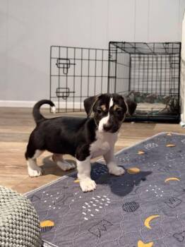 S’mores -  Beagle and Terrier Dog for Adoption in Berlin, New Jersey - S’mores | PetCurious