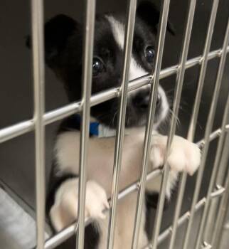 Hades -  Shepherd Dog for Adoption in Parma, Ohio - Hades | PetCurious