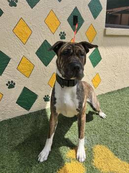 TUFF GUY -  Shar Pei and Mixed Breed Dog for Adoption in Winter Haven, Florida - TUFF GUY | PetCurious