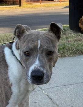Sophia -  Staffordshire Bull Terrier Dog for Adoption in Santa Monica, California - Sophia | PetCurious