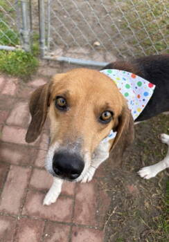Rescue Hound Dogs for Adoption in Ocean Township, New Jersey - Bobby- Best Friend Material! | PetCurious