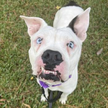 Nimbus -  Pit Bull Terrier Dog for Adoption in Klein, Texas - Nimbus | PetCurious