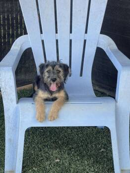 Mary Kate -  Terrier Dog for Adoption in San Diego, California - Mary Kate | PetCurious
