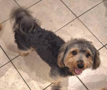 Maui -  Yorkshire Terrier Dog for Adoption in Coatesville, Pennsylvania - Maui | PetCurious