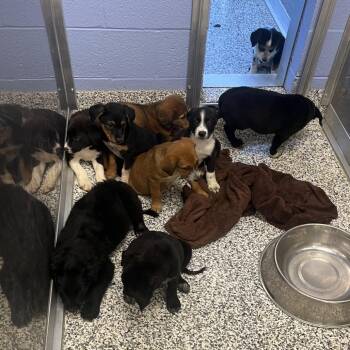Bat -  Mixed Breed Dog for Adoption in Madisonville, Tennessee - Bat | PetCurious
