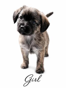 Lillian -  Mixed Breed Dog for Adoption in Sylvania, Georgia - Lillian | PetCurious