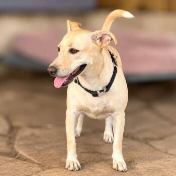 Sweet Potato -  Yellow Labrador Retriever and Beagle Dog for Adoption in Boerne, Texas - Sweet Potato | PetCurious
