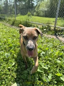 Goober -  Mixed Breed Dog for Adoption in Harbor Springs, Michigan - Goober | PetCurious