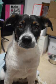 Hawna -  Border Collie and Australian Shepherd Dog for Adoption in Pahrump, Nevada - Hawna | PetCurious