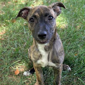 Taquito -  Black Mouth Cur and Terrier Dog for Adoption in La Grange, Kentucky - Taquito | PetCurious