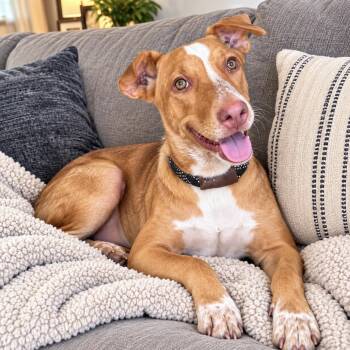 Sadie Lou -  Vizsla and Australian Shepherd Dog for Adoption in Longview, Texas - Sadie Lou | PetCurious