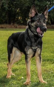 Rescue German Shepherd Dog Dogs for Adoption in Chester Springs, Pennsylvania - Lindy | PetCurious