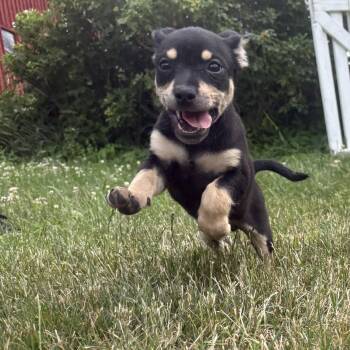 Ember -  Chiweenie Dog for Adoption in Carmel Hamlet, New York - Ember | PetCurious