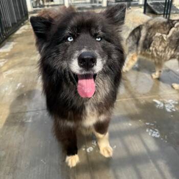 Schatzee -  Husky Dog for Adoption in Eufaula, Oklahoma - Schatzee | PetCurious
