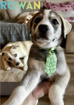 Shepherd and Husky Dogs Available for Adoption - Rowan | PetCurious