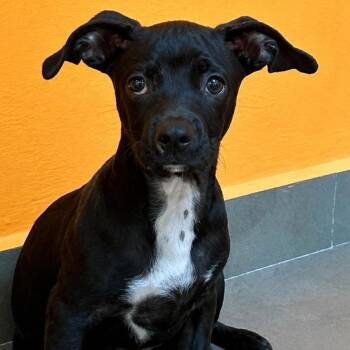 Chihuahua and Mixed Breed Dogs Available for Adoption in Carmel Hamlet, New York - Pickles | PetCurious