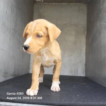 STELLA -  German Shepherd Dog Dog for Adoption in San Antonio, Texas - STELLA | PetCurious