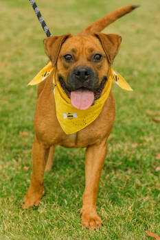 Rescue Mixed Breed Dogs for Adoption in Dickson, Tennessee - Bloom | PetCurious