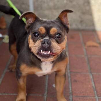 BIJOU -  Bulldog Dog for Adoption in San Francisco, California - BIJOU | PetCurious