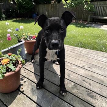 Labrador Retriever Dogs Available for Adoption in Kenedy, Texas - Magnolia (Maggie) | PetCurious