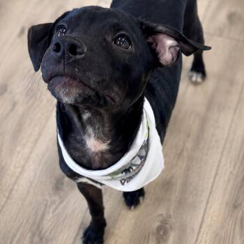OZZY (664) -  Terrier and Mixed Breed Dog for Adoption in Indiantown, Florida - OZZY (664) | PetCurious