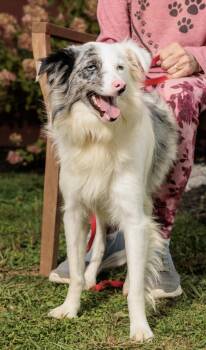 Rescue Australian Shepherd Dogs for Adoption in Chester Springs, Pennsylvania - Naomi | PetCurious