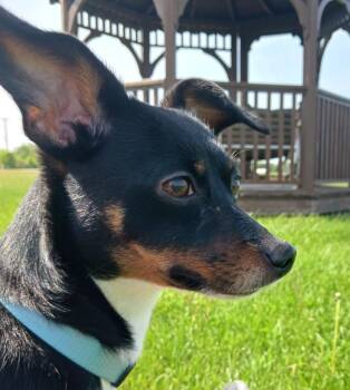 Chihuahua and Dachshund Dogs Available for Adoption in Fremont, Ohio - Sassy | PetCurious