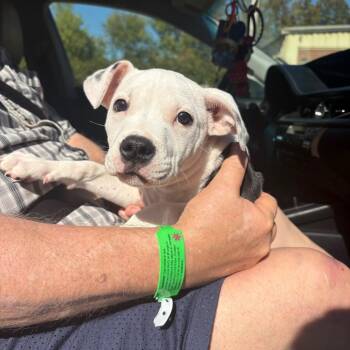 Beth -  Mixed Breed Dog for Adoption in Huntington, West Virginia - Beth | PetCurious