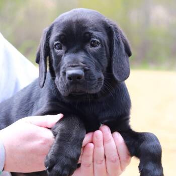 Labrador Retriever and Rottweiler Dogs Available for Adoption in Stormville, New York - CT Dolly | PetCurious
