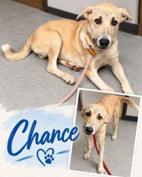 Chance -  Great Pyrenees and Shepherd Dog for Adoption in Zimmerman, Minnesota - Chance | PetCurious
