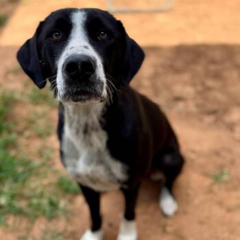 Piper -  Hound Dog for Adoption - Piper | PetCurious