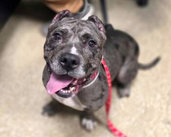 Rescue Pit Bull Terrier and English Bulldog Dogs for Adoption in Prospect, Connecticut - Mel | PetCurious