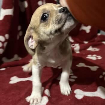 IONA -  Mixed Breed Dog for Adoption in Richmond, California - IONA | PetCurious