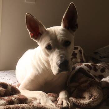 Rescue Dogo Argentino and Terrier Dogs for Adoption in New Orleans, Louisiana - Lamb Chop | PetCurious