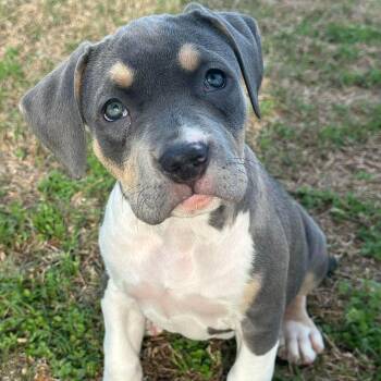Pit Bull Terrier Dogs Available for Adoption - Tegan | PetCurious