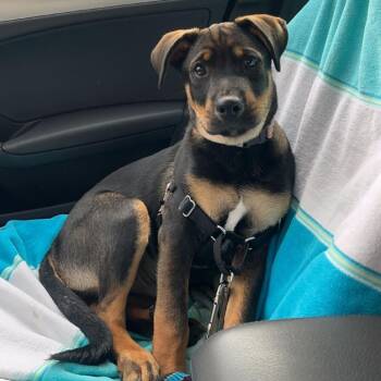 Talisman -  Rottweiler and Mixed Breed Dog for Adoption - Talisman | PetCurious