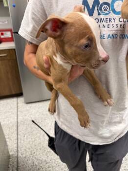 Cadbury -  Pit Bull Terrier Dog for Adoption in Clarksville, Tennessee - Cadbury | PetCurious