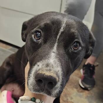 Pointer and Labrador Retriever Dogs Available for Adoption - Nikki Momma | PetCurious