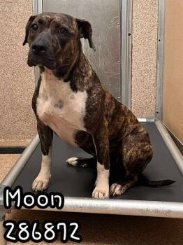 Rescue American Staffordshire Terrier and Mixed Breed Dogs for Adoption in Macon, Georgia - MOON | PetCurious