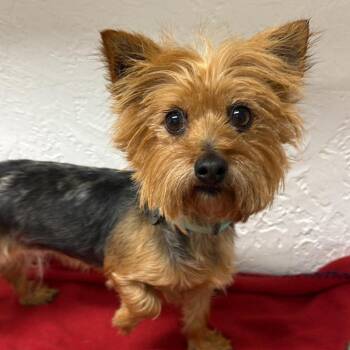 Linnwood - Foster Home Needed -  Yorkshire Terrier Dog for Adoption in Hartland, Wisconsin - Linnwood - Foster Home Needed | PetCurious