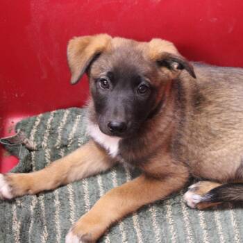 Australian Cattle Dog Blue Heeler and Belgian Shepherd Malinois Dogs Available for Adoption in Hattiesburg, Mississippi - Banana Pudding | PetCurious