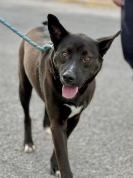 Como Tu -  Labrador Retriever and Mixed Breed Dog for Adoption in El Paso, Texas - Como Tu | PetCurious
