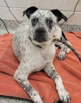 Dapple -  Mixed Breed Dog for Adoption in Kansas City, Missouri - Dapple | PetCurious