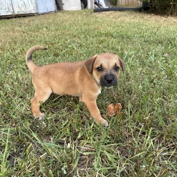 Rescue American Bulldog and Boxer Dogs for Adoption in Hokes Bluff, Alabama - Phil | PetCurious
