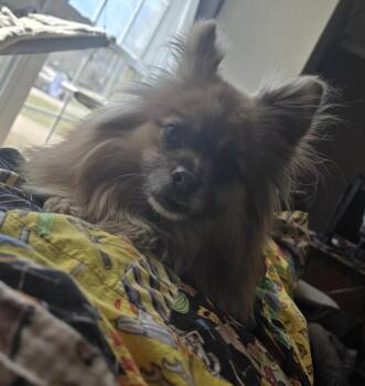 Pomeranian Dogs Available for Adoption in Fremont, Nebraska - AC Max | PetCurious